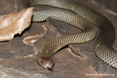 Pseudechis australis
