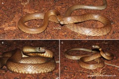 Pseudonaja mengdeni
