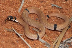 Pseudonaja modesta