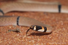 Pseudonaja modesta