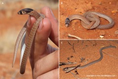 Pygopus nigriceps