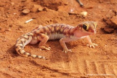Rhynchoedura ornata