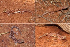 Rhynchoedura ornata