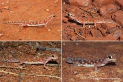 Rhynchoedura ornata