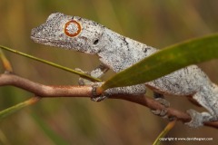 Strophurus ciliaris