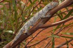 Strophurus ciliaris