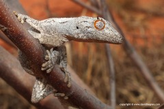 Strophurus ciliaris