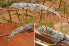 Strophurus ciliaris