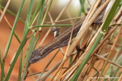 Strophurus jeanae