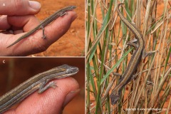 Strophurus jeanae