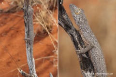 Strophurus rankini