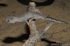 Strophurus spinigerus