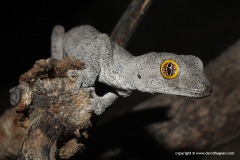 Strophurus spinigerus