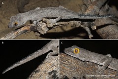 Strophurus spinigerus