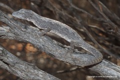 Strophurus strophurus