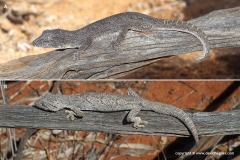 Strophurus strophurus
