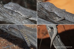 Strophurus strophurus