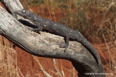 Strophurus wellingtonae