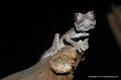 Strophurus wellingtonae