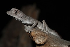 Strophurus wellingtonae