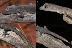 Strophurus wellingtonae
