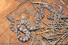 Suta fasciata