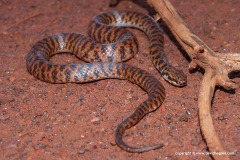 Suta fasciata