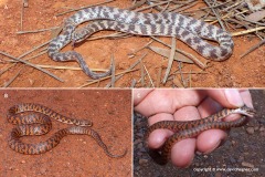 Suta fasciata