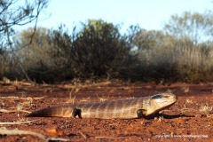 Tiliqua multifasciata