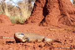 Tiliqua multifasciata