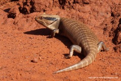 Tiliqua multifasciata
