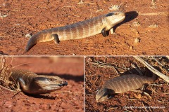 Tiliqua multifasciata
