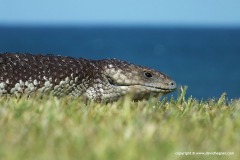 Tiliqua rugosa rugosa