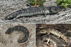 Tiliqua rugosa rugosa