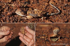 Tympanocryptis pseudopsephos