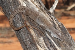 Varanus caudolineatus