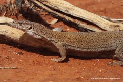 Varanus caudolineatus