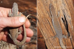 Varanus caudolineatus