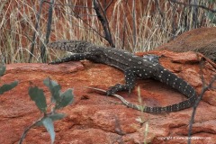 Varanus giganteus