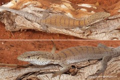 Varanus gilleni