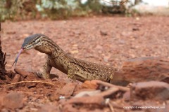 Varanus gouldii