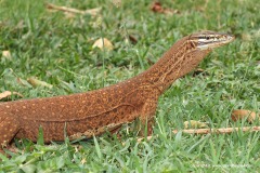 Varanus gouldii