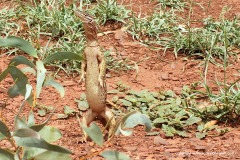Varanus gouldii