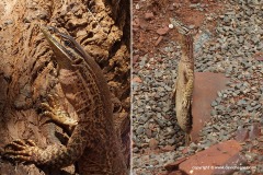 Varanus gouldii