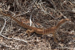 Varanus gouldii
