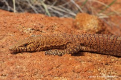 Varanus pilbarensis