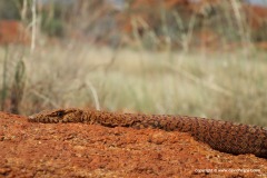 Varanus pilbarensis