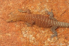 Varanus pilbarensis