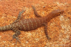 Varanus pilbarensis