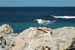 Thalasseus bergii cristata